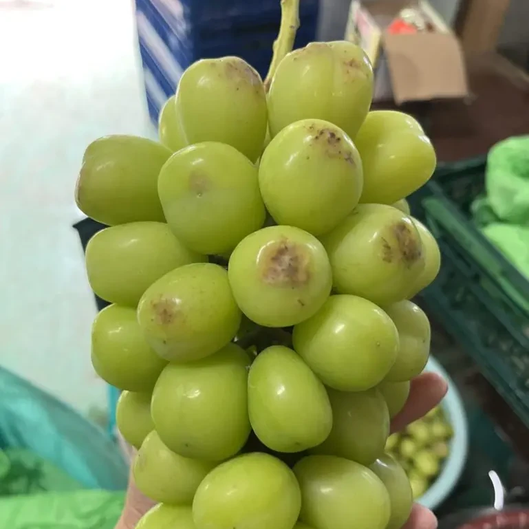 シャインマスカット 第１０回、芯喰い虫対策 家庭菜園