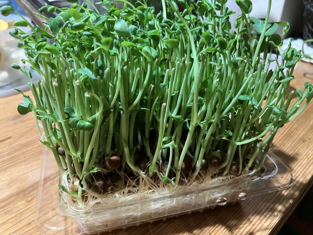 リボベジ 再生野菜が人気 植物の力で“スマホの充電”も