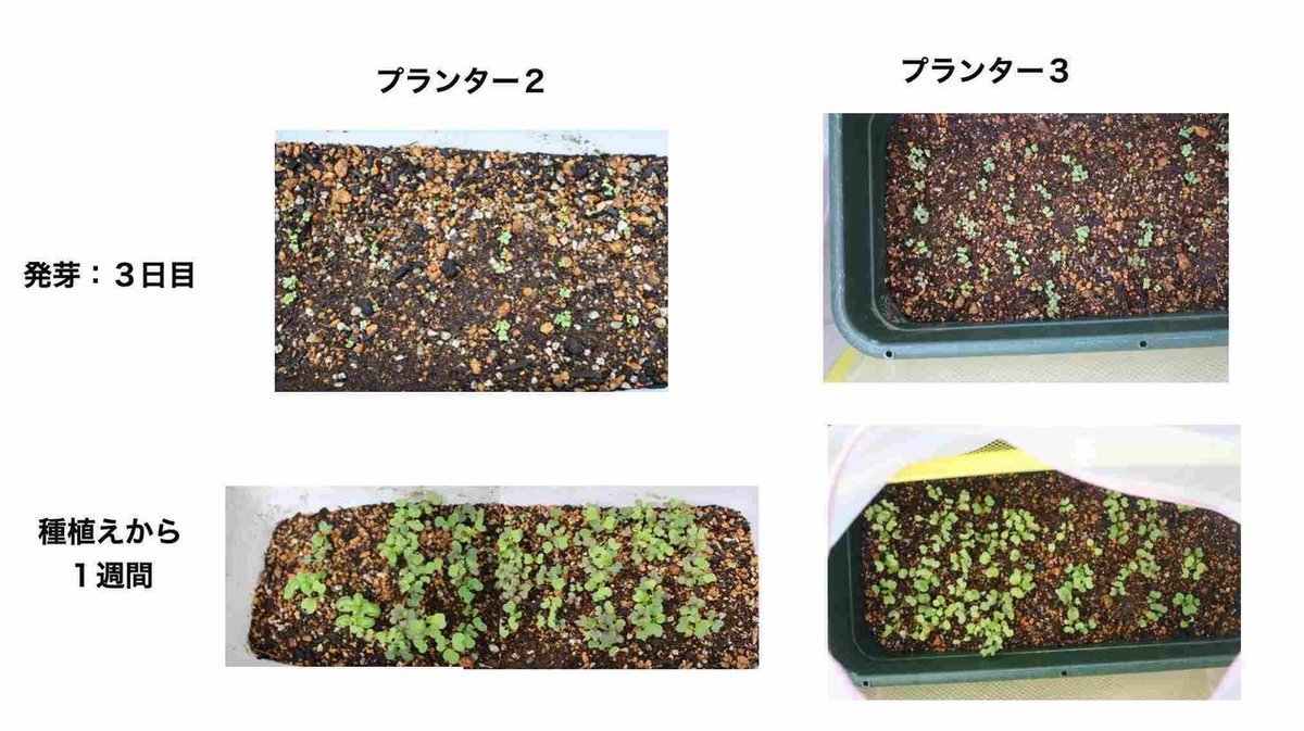 サラダ食べ放題を目指してベビーリーフの種まきをした記録