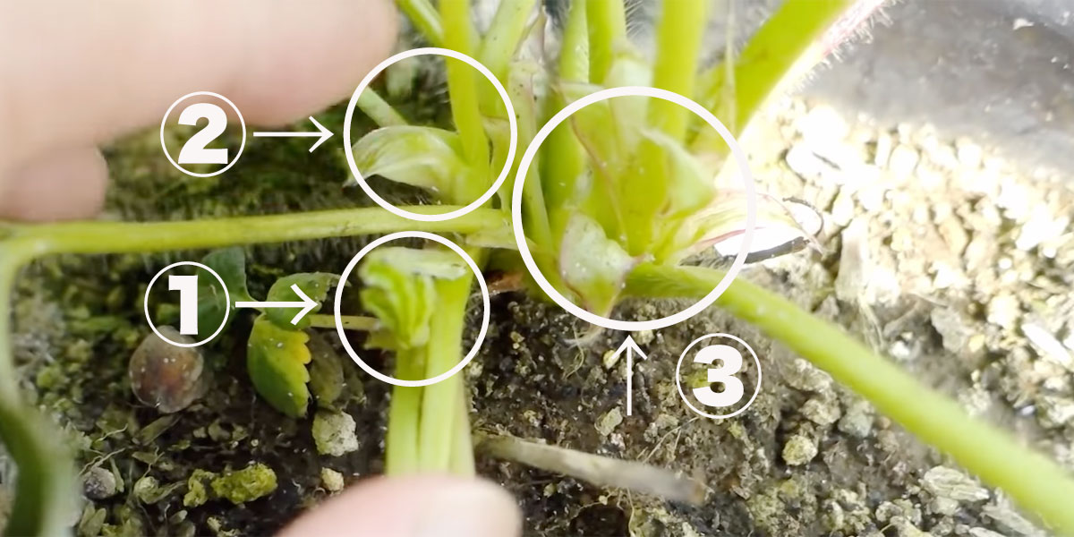 脇芽取り浜松市 いちご狩り園 いちごいちえにようこそ