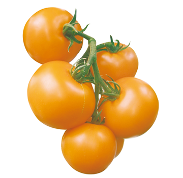 中玉トマト オレンジフルーツゴールドギャバリッチ業務用食材の仕入れなら八面六臂