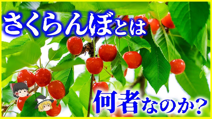 赤黒いさくらんぼ - 山形うまいずマーケット