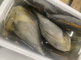 愛知日間賀島産 今ガ旬の貝，おすすめ‼︎ 平貝 3枚入り-活き発送, 深海に潜って採ってきた海の宝, ~活きて届く感動を食卓へ~,ゴールデンウイークに‼︎