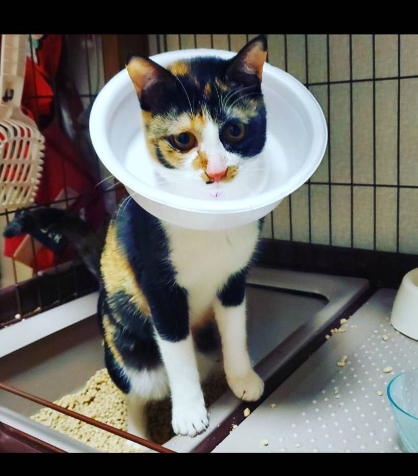 カップ麺の容器でエリザベスカラー - タマでやんす