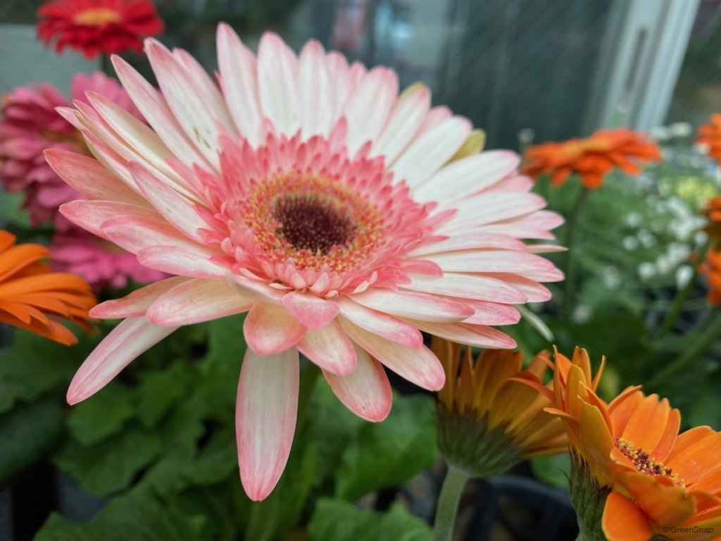 ガーベラの花束 10本 - ピンク -お花の通販AND PLANTSアンドプランツ