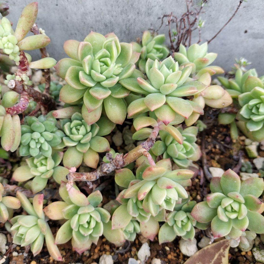 多肉植物 マッコス 大きめ カット苗 5個 エケベリア