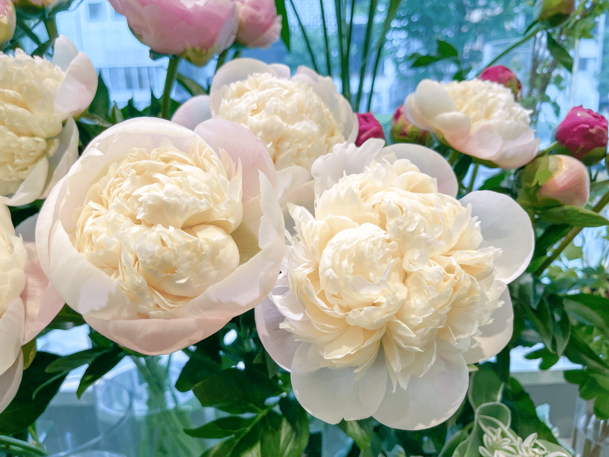 芍薬のブーケmil petalos