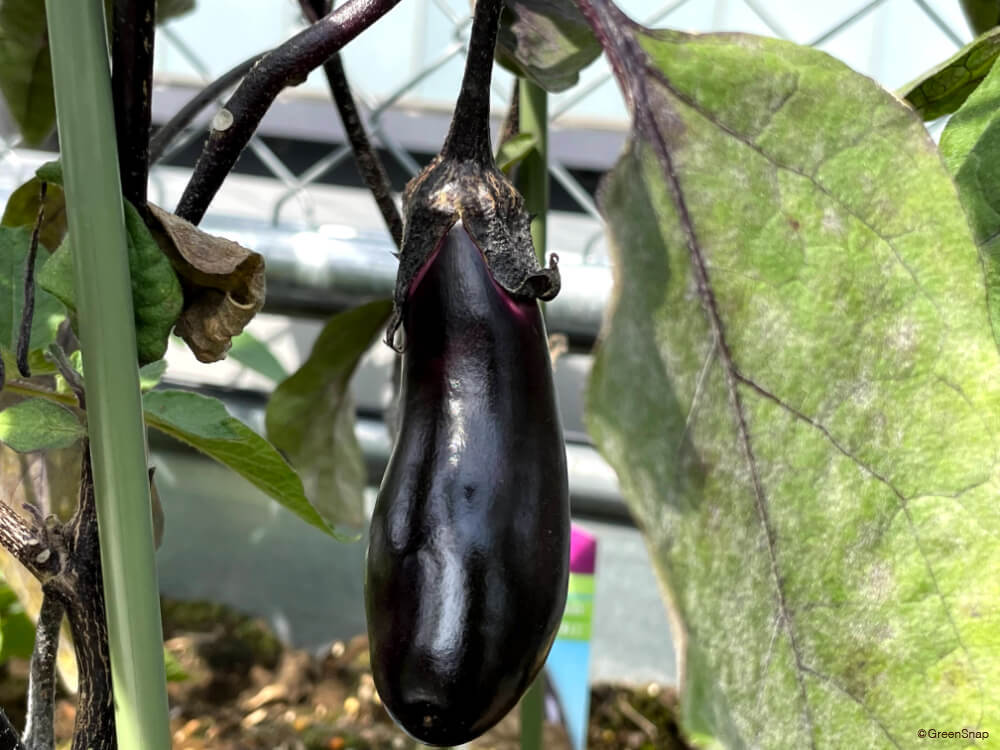 ナスの育苗ポイント失敗しない苗作りのコツコラムセイコーエコロジア