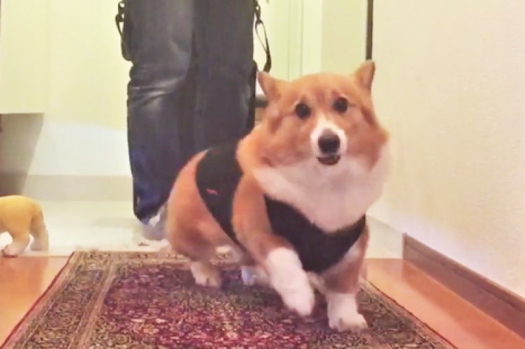 食パン一斤🍞とデートなう ミント コーギー 犬 いぬ イヌ 犬のいる生活ペット 愛犬 家族 おすすめ おすすめ乗りたい おすすめ乗ったら教えて 運営さん大好きです バズれ nappyhappy