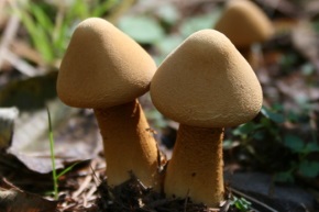 コガネタケも美味しいですよもりおかのかんづめ屋さん通信