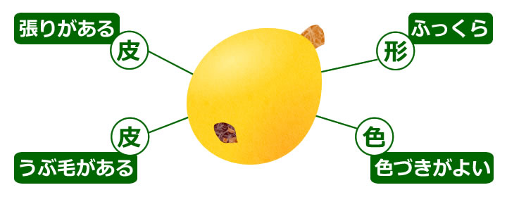 初夏を感じる、びわの皮の剥き方