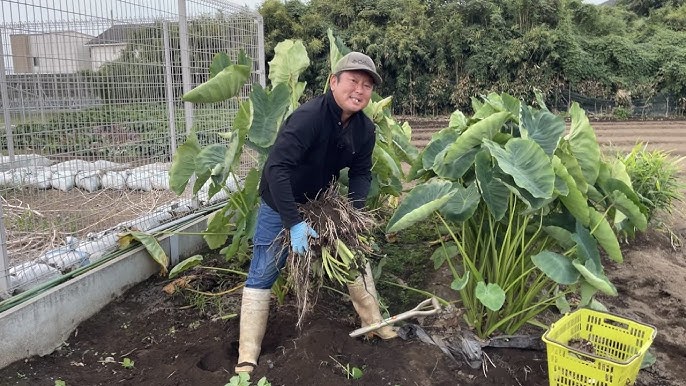 冬は根のもの 家庭菜園の里芋を収穫しました - Kuwatoteキッチン クワトテキッチン