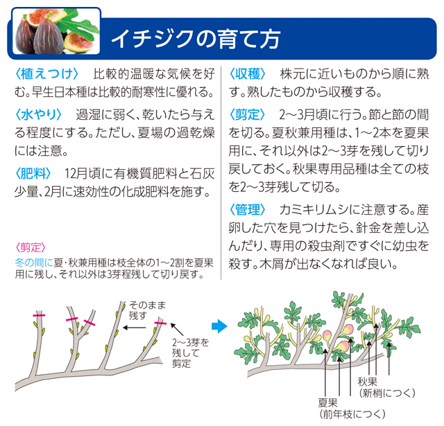 いちじくの栽培方法 植え方とコツをつかんでおいしく育てよう！生活110番