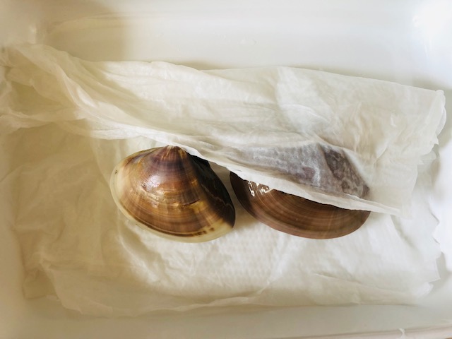 はまぐりの冷凍保存方法紅茶に合うお料理のブログ