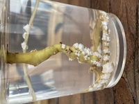 アボガド選びは難しい ～貧乏旅人 アジアの星一番が行く 世界への旅 - 楽天ブログ