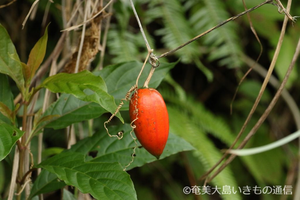普通は食べないカラスウリの実を食べてみたら結構美味しかった 採取から調理方法までを紹介健啖隊- エキスパート - Yahoo!ニュース