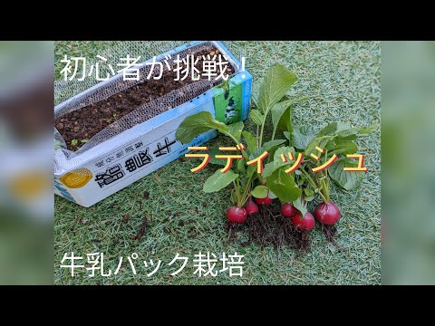 約1か月で収穫 牛乳パックでラディッシュを育てる！-みんなの趣味の園芸