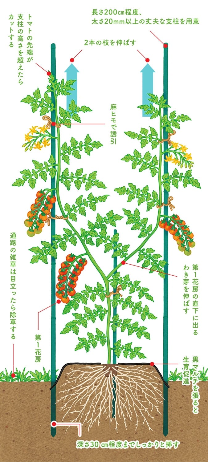 トマトの剪定を解説！摘心やわき芽かきのやり方、段の数え方は？🍀GreenSnap グリーンスナップ