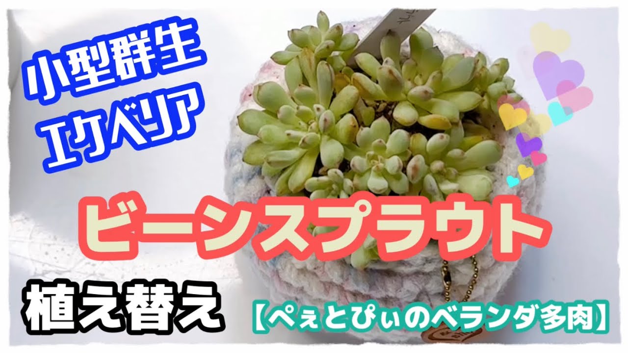 ビーンスプラウトの一覧🍀GreenSnap グリーンスナップ