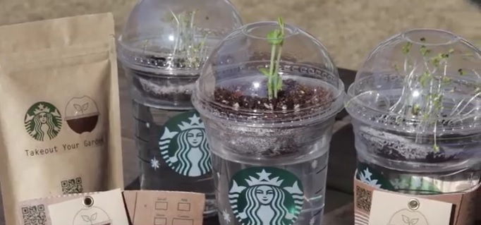 スタバのカップを再利用！ベランダでレタスの家庭菜園にチャレンジ！ – まあくんのなんでも体験記