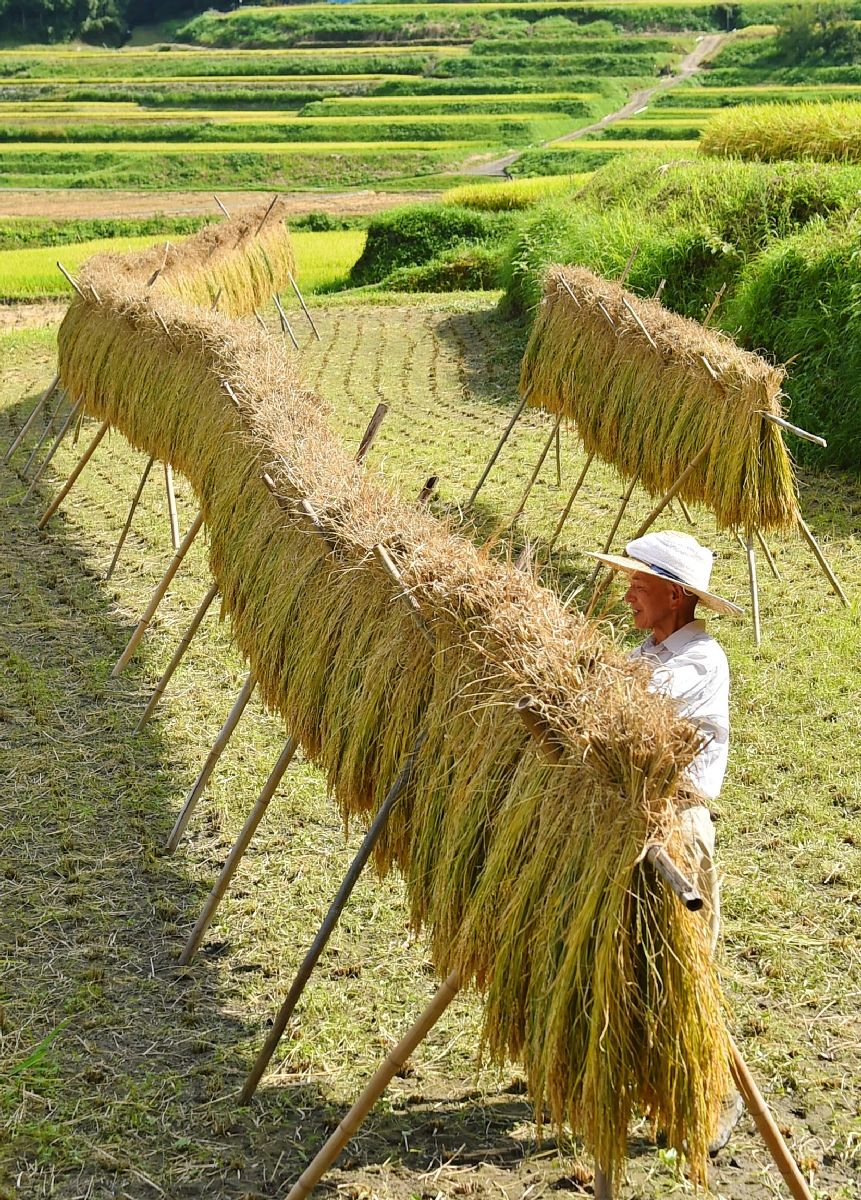 自然農 稲架掛け はざかけ稲木を立てる 稲束を干す 稲の育て方・栽培方法2022 11 7~22 Natural farmingRack for drying rice