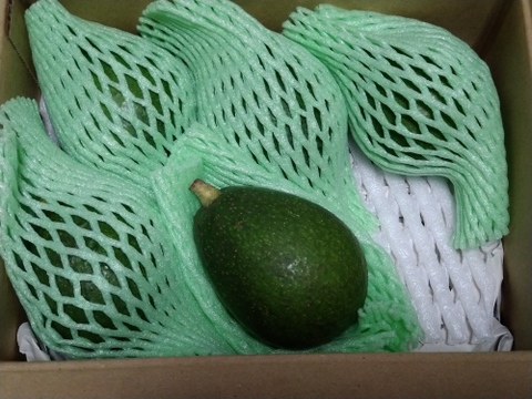 国産アボカド 愛媛のふるさと納税 返礼品 検索結果ふるさと納税サイト「ふるなび」