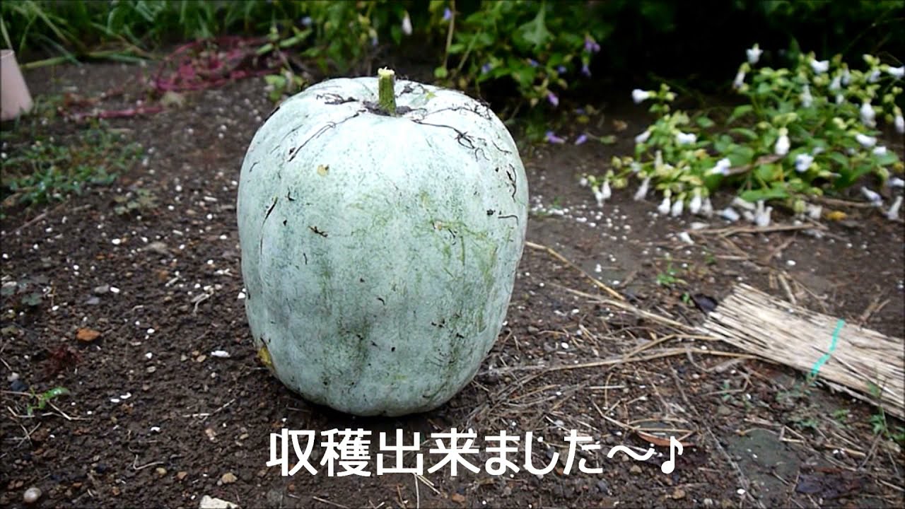 冬瓜 トウガン 栽培☆簡単な育て方ポイント暇人主婦の家庭菜園 - 楽天ブログ