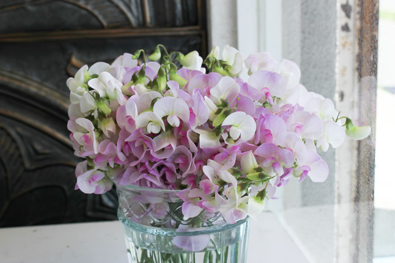 門出を祝うピンクや紫のスイートピー 上三川の園芸農家で出荷ピーク県内主要,地域の話題,経済,動画下野新聞デジタルニュース下野新聞デジタル