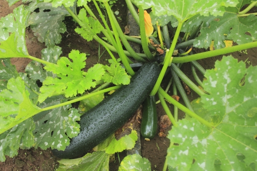 ズッキーニ栽培・追肥と摘果 支柱立てをしてたくさん収穫してください！22 5 13