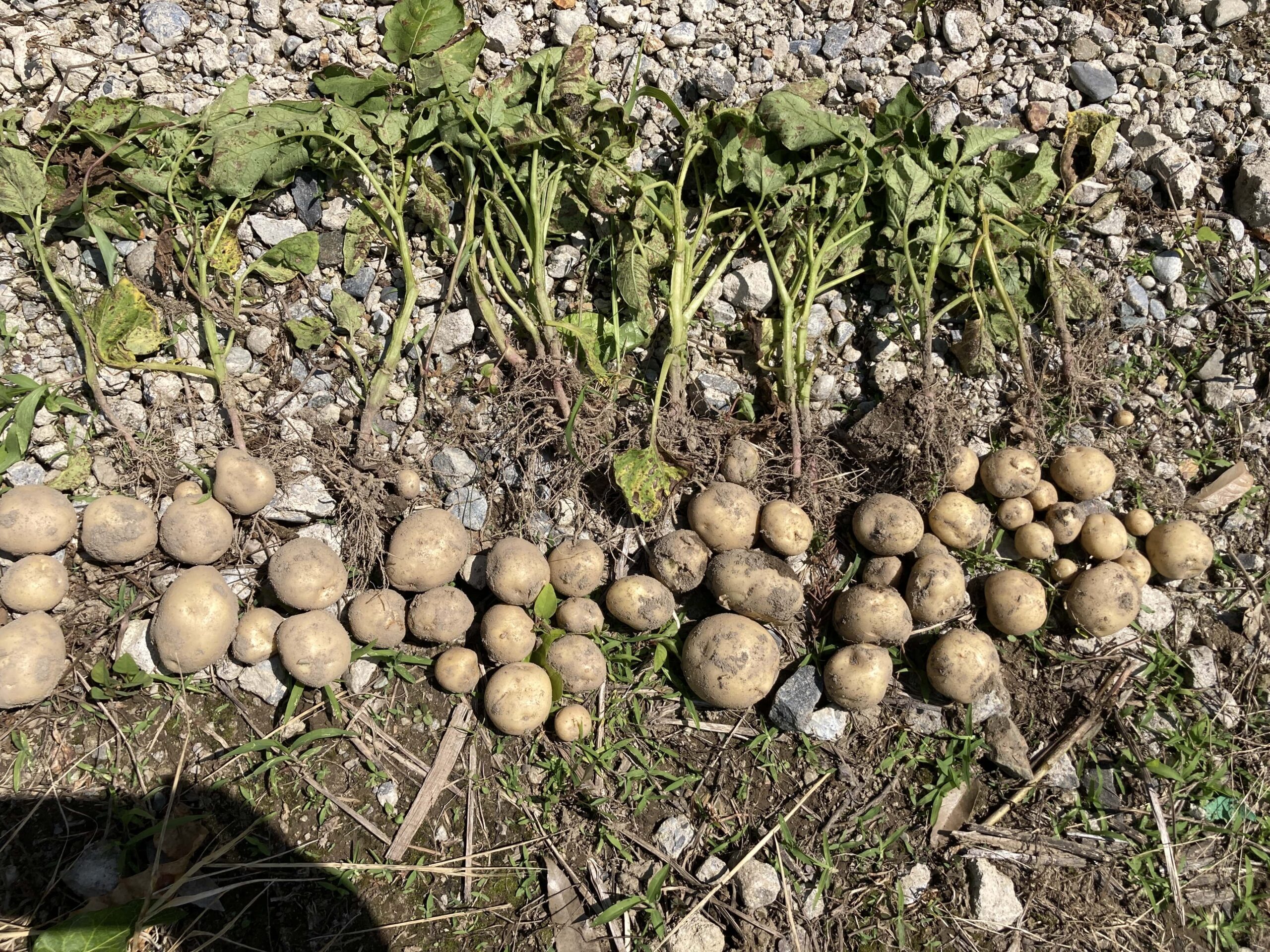 じゃがいも 後作にこれを植えると1番育ちがいい野菜