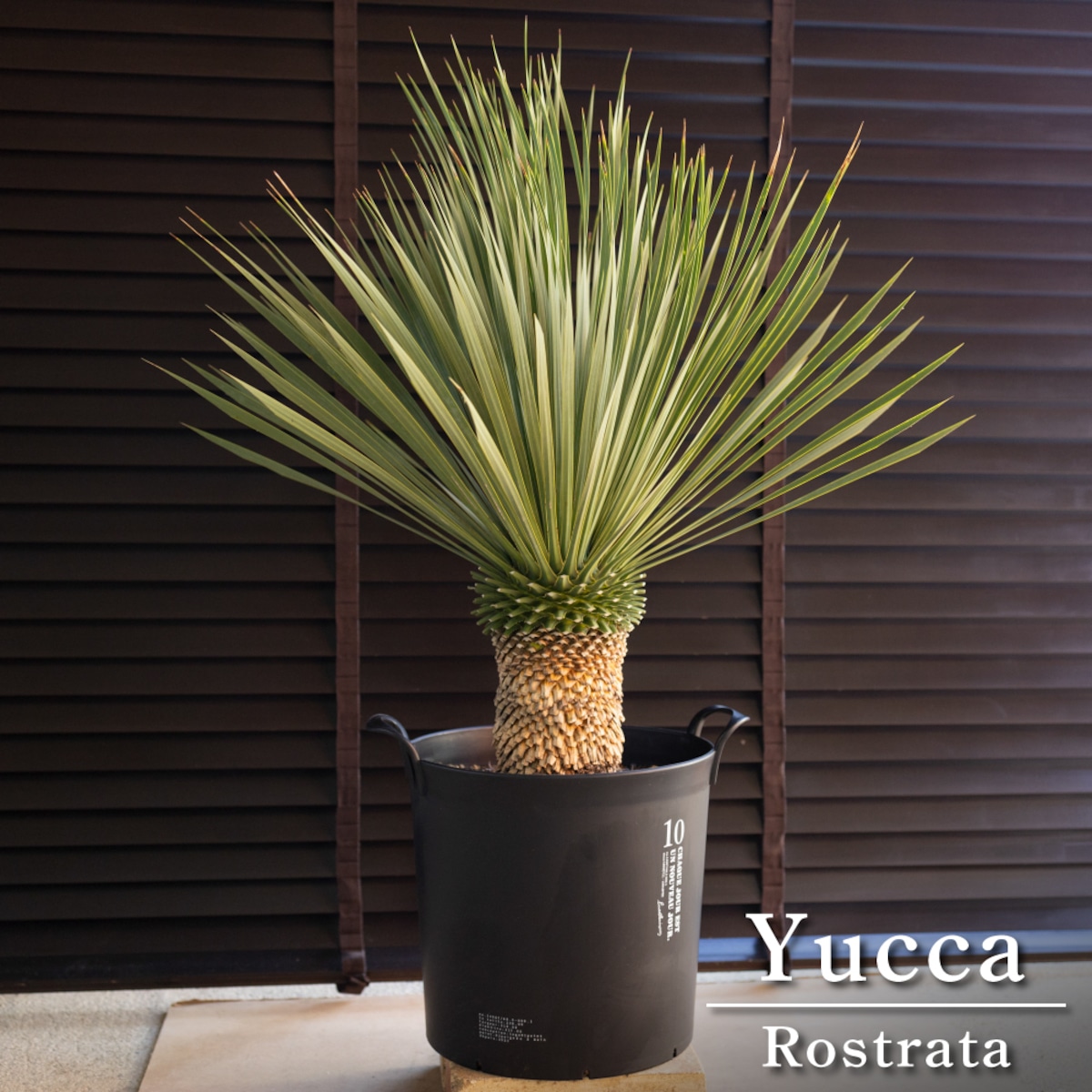 プレイ日記 原神『特産品集め 購入場所 』 25 09 22更新 : Mk CHATWORKS