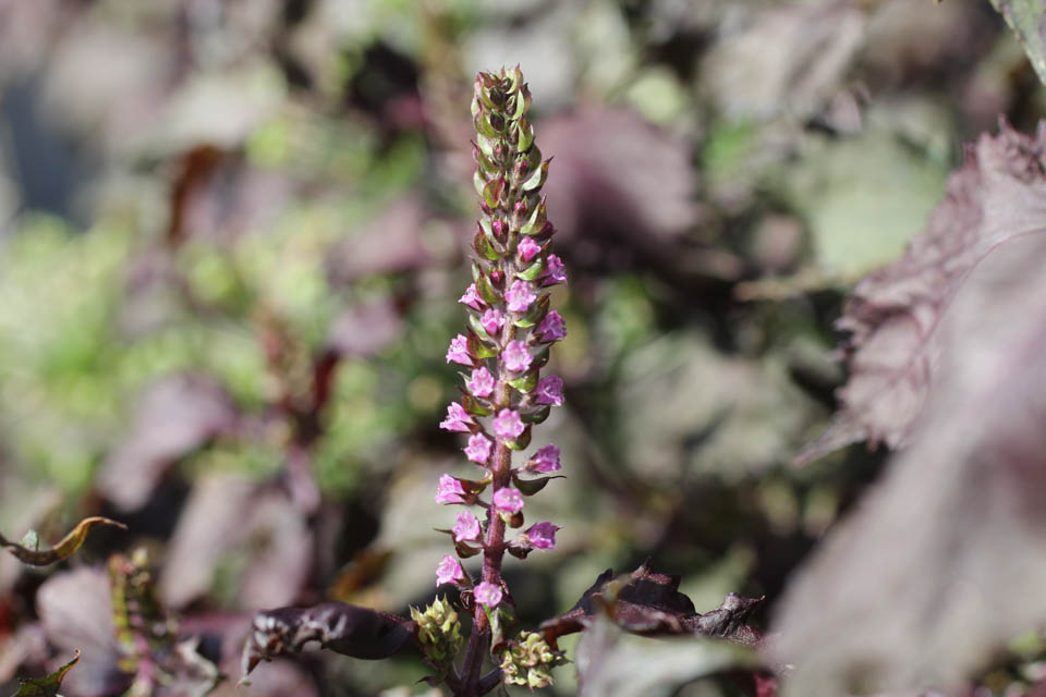 楽天市場 あかじその通販