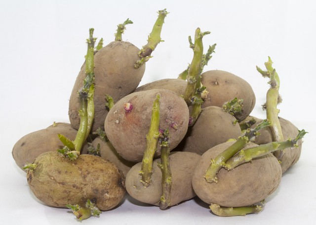 新じゃがいもは意外と繊細!? 保存には注意が必要 - ウェザーニュース