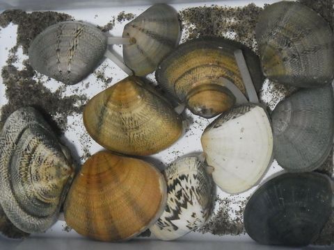 ぱっと見コタマガイ、オキアサリってどんな貝？バター焼きで美味しく解説！つりくえ！〜ひろしま釣り食エスト