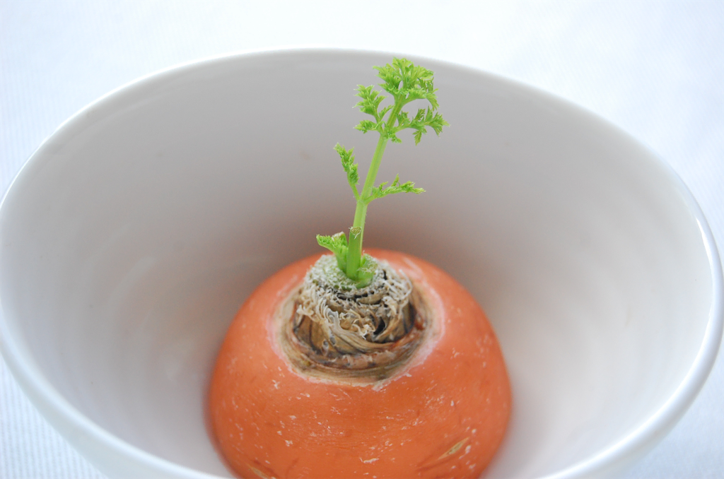 人参のリボベジ