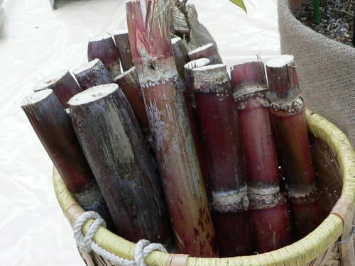 Lot No. SC40301砂糖黍製 14oz. 琉球藍混左綾DENIM - SUGAR CANE - シュガーケーン