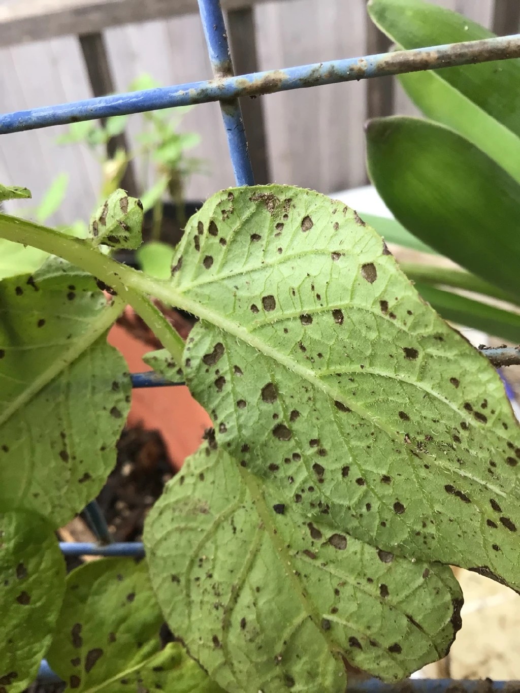 じゃがいもの葉が変色！理由は何でしょうか？ – 菜園ナビまとめ