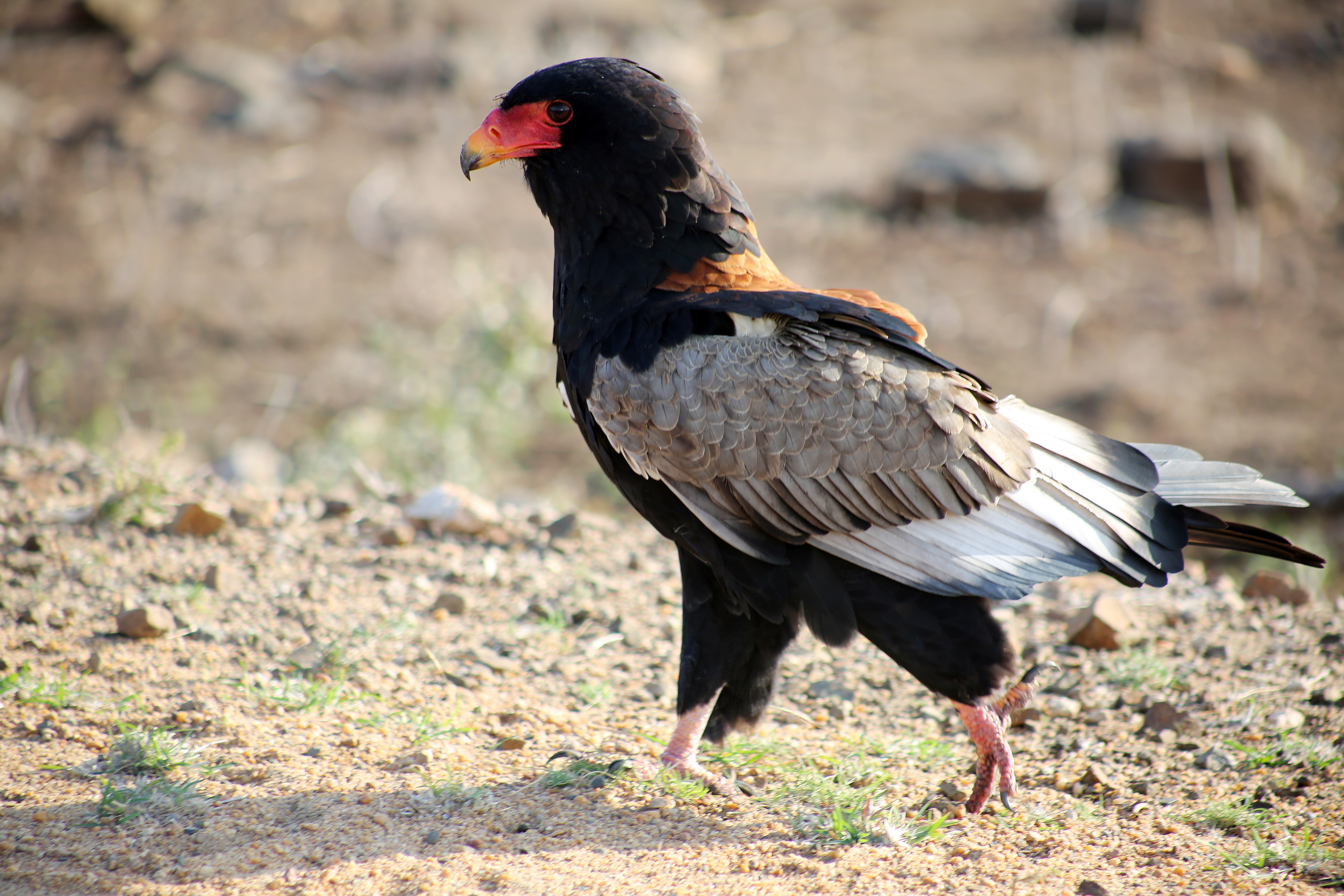 フィリピンワシ：フィリピンの誇りと国鳥 - 日本および世界中のフィリピン人のオンラインコミュニティ