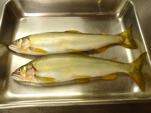 ニジマスの塩焼きを「まずい」と感じる理由：鮭でもアユでもない中途半端さにハマる罠沼探