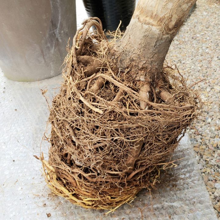 里芋を収穫しました、たくさんとれたのですが根っこはつけたままのほう- Yahoo!知恵袋