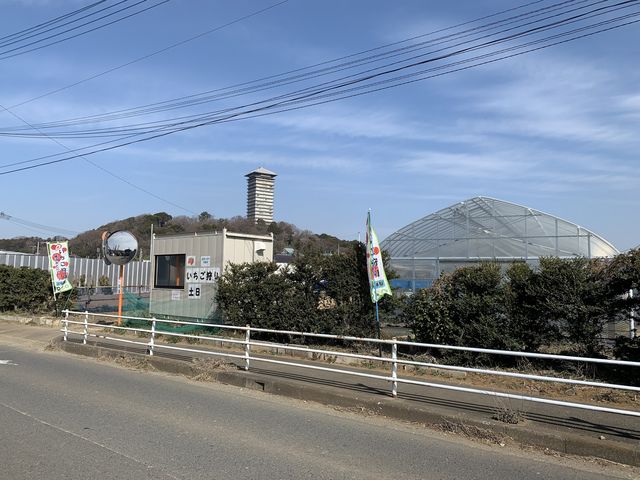 トレジャーふぁーむ」でいちご狩り＆トマト収穫体験石川県羽咋郡宝達志水町の観光農園