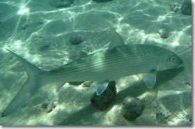 ボーンフィッシュが驚きの深さで産卵、浅瀬の魚では前代未聞ナショナル ジオグラフィック日本版サイト