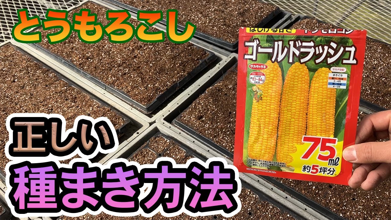 トウモロコシはたっぷりの水やりが穂の生育を促すコツ 竹内孝功さんに教わる自然菜園のスゴ技 第15回 趣味・生活田舎暮らしの本 Web 宝島社公式