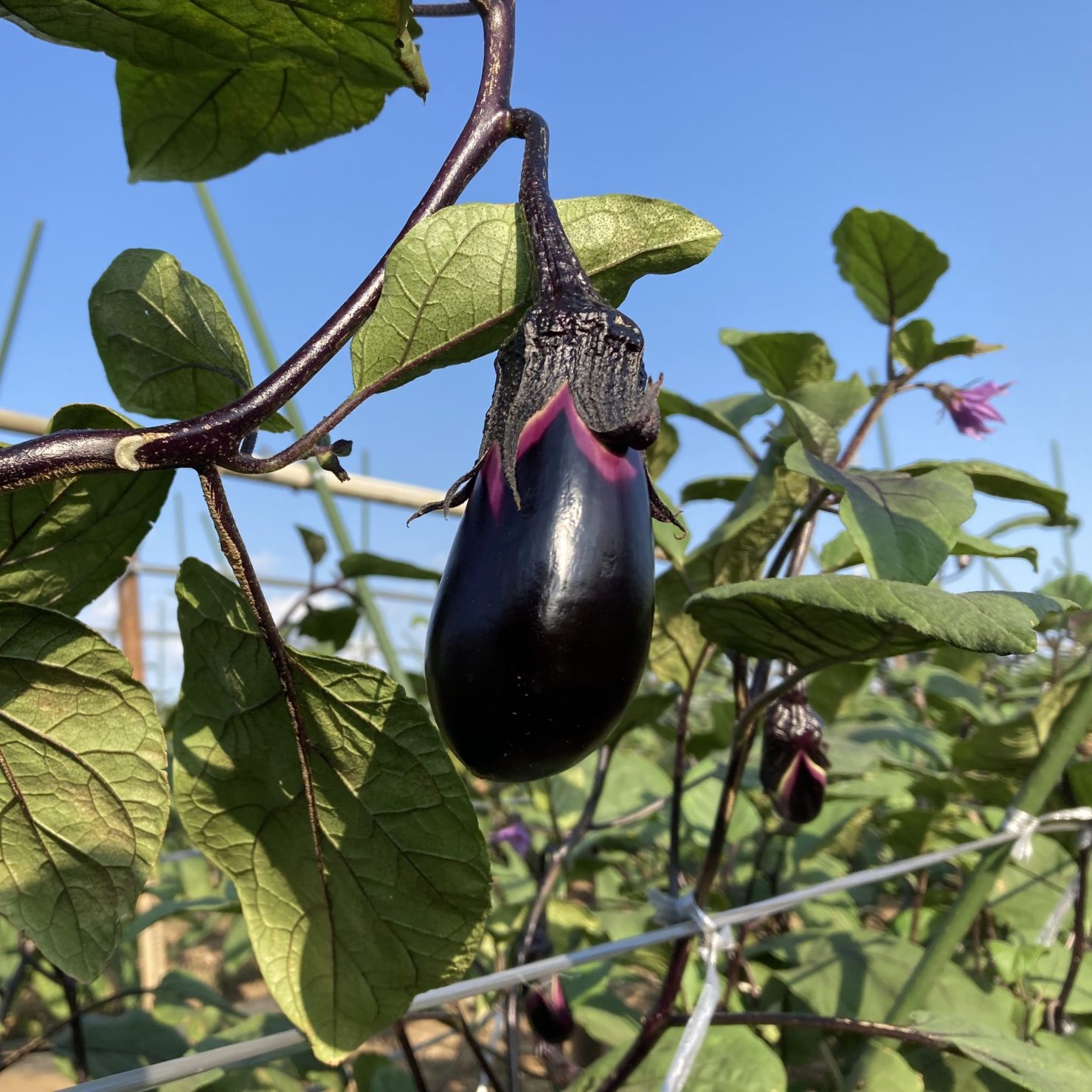 PC鶴丸 ナス品種カタログタキイの野菜 タキイ種苗