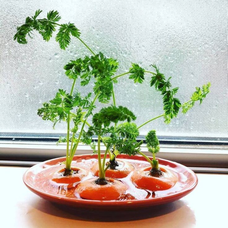 リボベジ 人参と大根「Kitchenでプチ栽培」のアルバム-みんなの趣味の園芸2123019