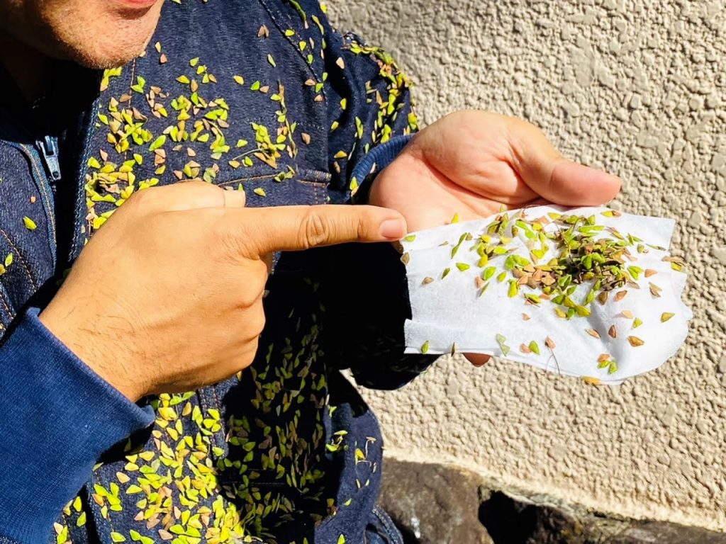 服につく草の写真素材 - PIXTA