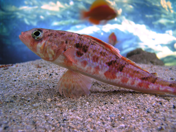 ヒレグロベラ魚類市場魚貝類図鑑