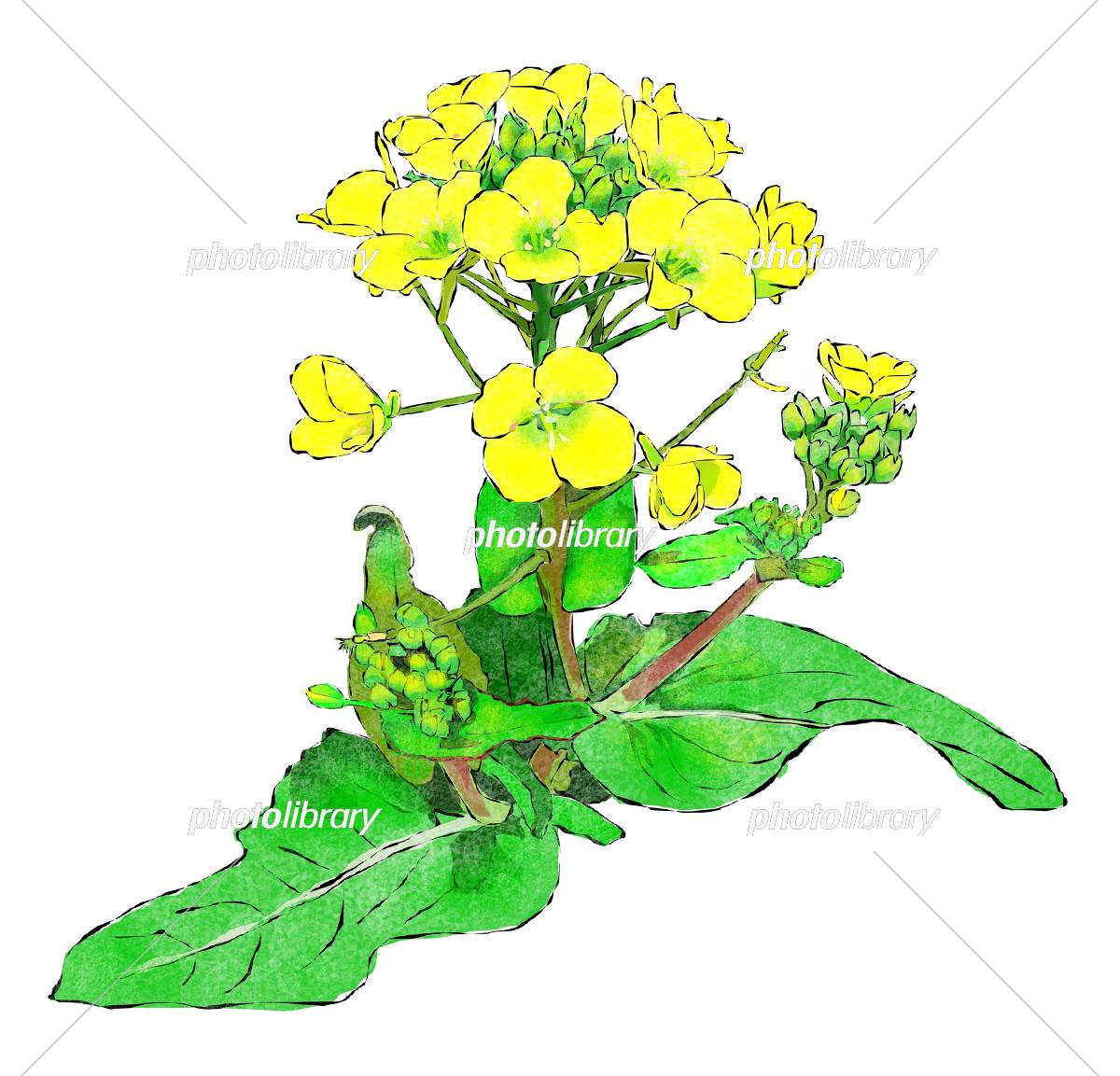 菜の花とミツバチイラストのフリー素材イラストイメージ