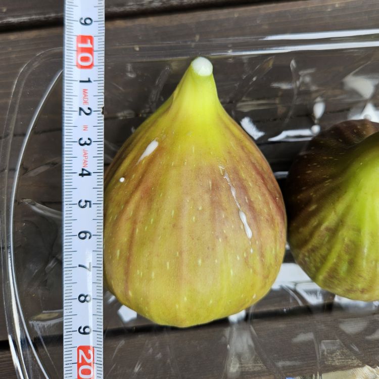 イチジクが肥大していく過程を定点観察してみた 収穫適期のご参考に そだレポ 栽培レポート byべらんだかじゅみんなの趣味の園芸