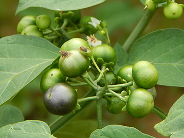 ガーデン・ハックルベリーの完熟の見極め方とジャムの作り方：旬の果物百科